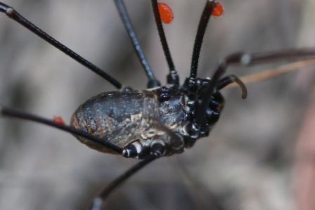 Dasylobus graniferus